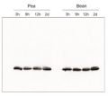 Lhcb2 | LHCII type II chlorophyll a/b-binding protein